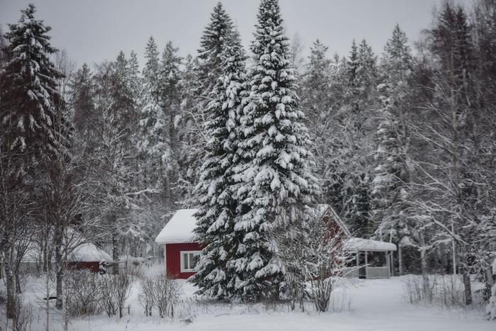 Lumisia puita ja punainen tupa Luminen päivä Kuohatissa.