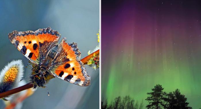 Lämpöä ja revontulia Keväistä lämpöä ja revontulia.