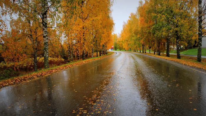 Märkä tie ja ruskaa Sateinen syyspäivä.