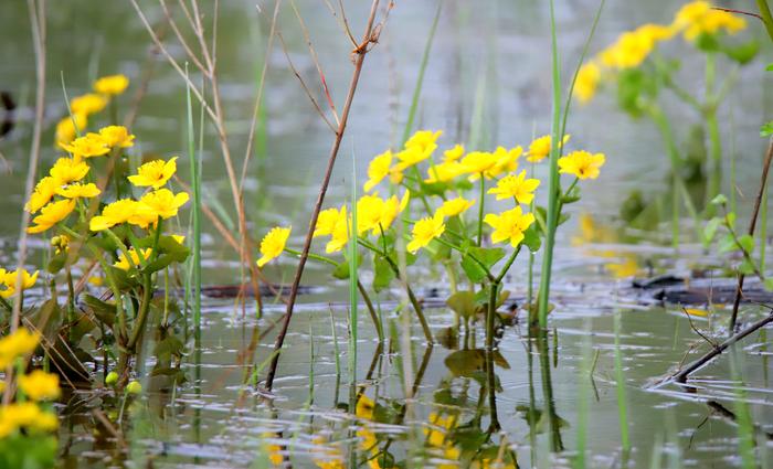 Sadepäivän kukkasia Sadepäivän kukkasia.