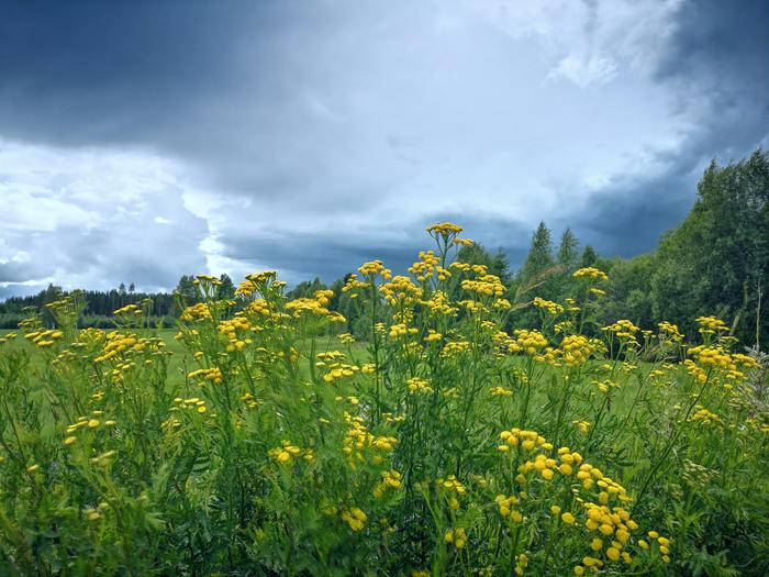 Sadetta ja kukkia Heinäkuu on samalla vuoden lämpimin ja sateisin kuukausi.