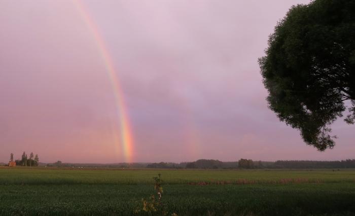Auringonlaskun aikaan sateenkaari on punaisempi. Kuvassa näkyy myös interferenssikaaria varsinaisen sateenkaaren sisäpuolella sekä hyvin heikko sivusateenkaari.