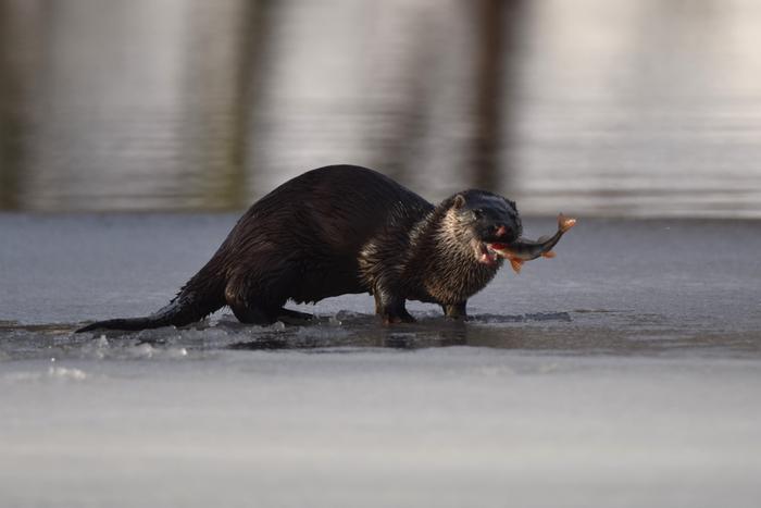 Saukko ahvenaterialla Sulapaikat vesistöissä eivät ole aina haitaksi, vaan monet eläimet hankkivat niiden avulla ravintonsa.