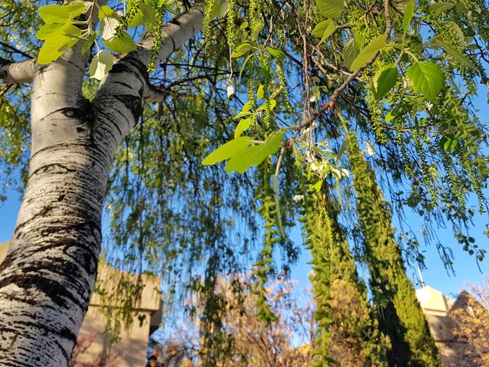 Koivun siitepöly aiheuttaa allergikoille oireita erityisesti toukokuussa.