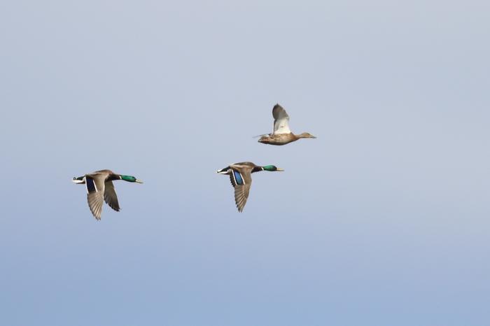 Osa sinisorsista suuntaa talvehtimaan Suomesta etelämmäs, mutta palaa taas pohjolaan, kunhan lumet ja vesistöt sulavat.