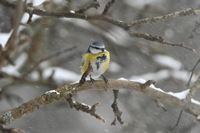 Joulun välipäivinä lunta on pyryttänyt paikoin sakeasti.