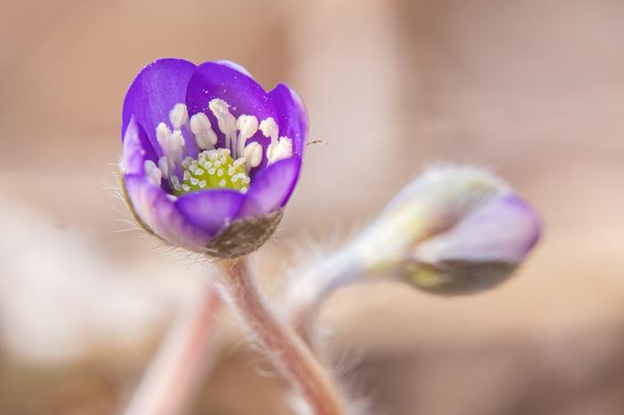 Kevään ensimmäisiä sinivuokkoja.