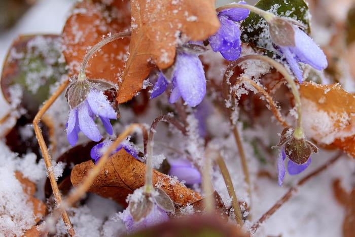 Sinivuokkoja lumessa ja rännässä Sinivuokot saivat valkoisen kuorrutteen viileässä säässä huhtikuun lopussa 2022.