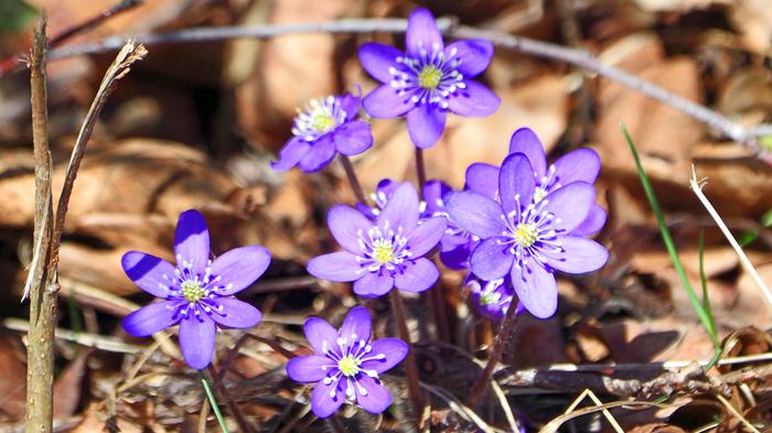 Sinivuokot kukkivat Lounais-Suomessa.