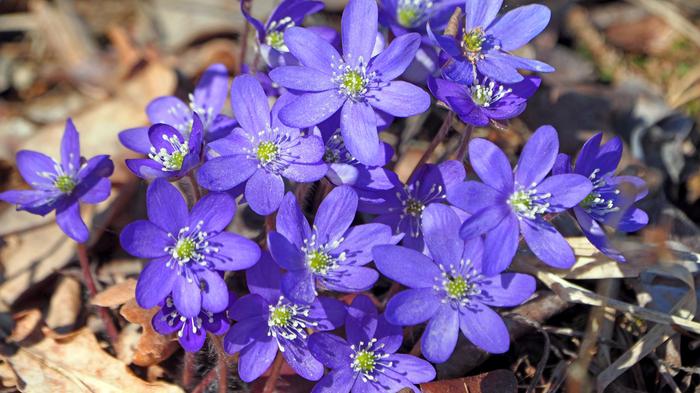 Sinivuokot vappuaattona Sinivuokot vappuaattona.