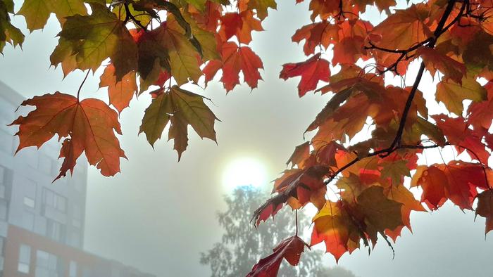Syksyiset lehdet ja sumu Aurinko kuultaa sumupilven läpi Vaasassa