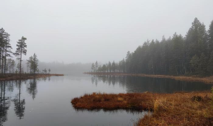 Sumuinen metsämaisema Heikkotuulisina ja lauhoina syysaamuina muodostuu helposti sumua.