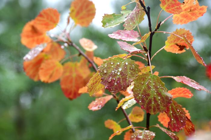 Syksyisiä lehtiä Syksyisiä värejä lehtipuissa.