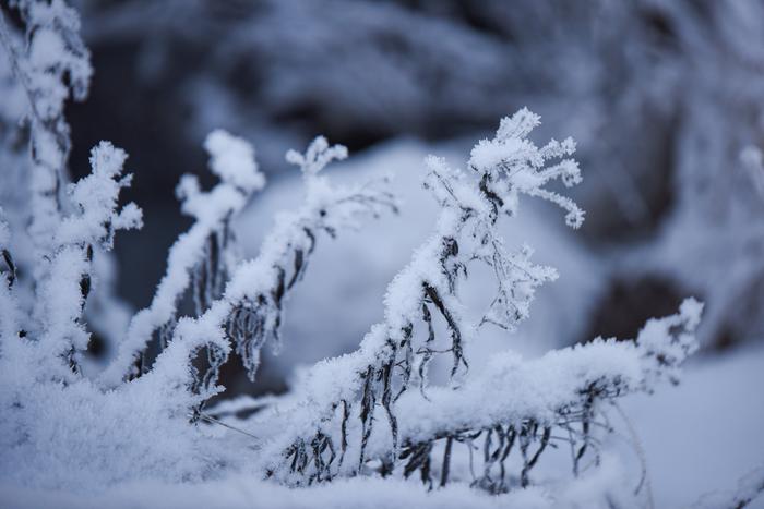 Talventörröttäjiä Alkutalven kylmyyttä.