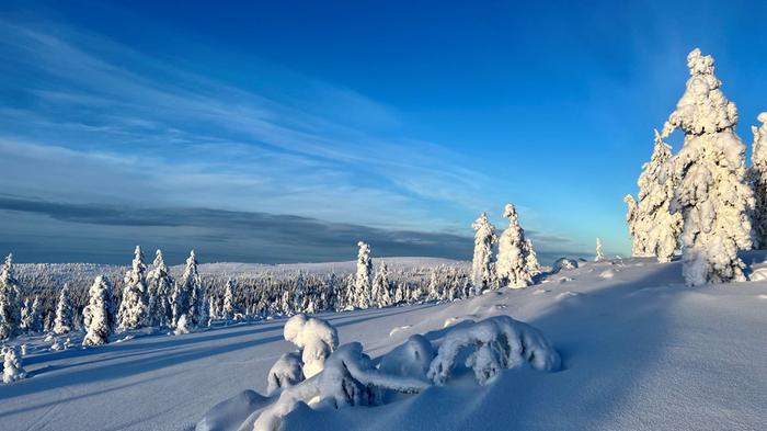 Talvella tunturin rinteillä kasvaviin puihin kertyy raskasta tykkylunta.