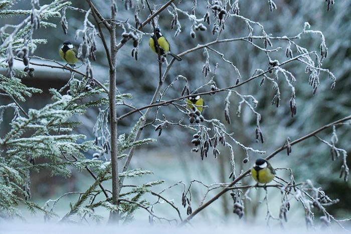 Kylmä syysaamu voi tuoda tullessaan kuuraa tai huurretta.