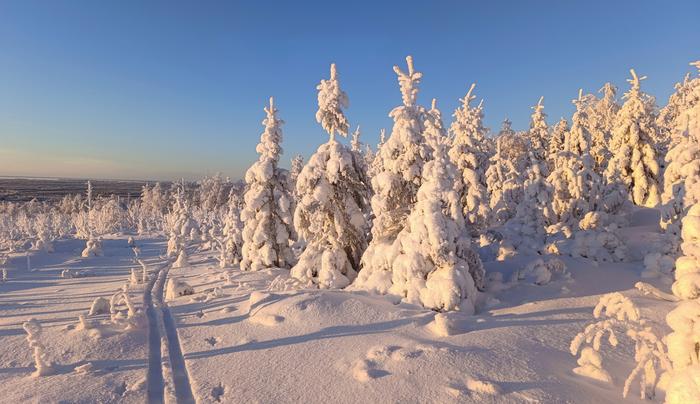 Tykkylumi kertyy puihin sataneen lumen muodossa ja huurtumalla.