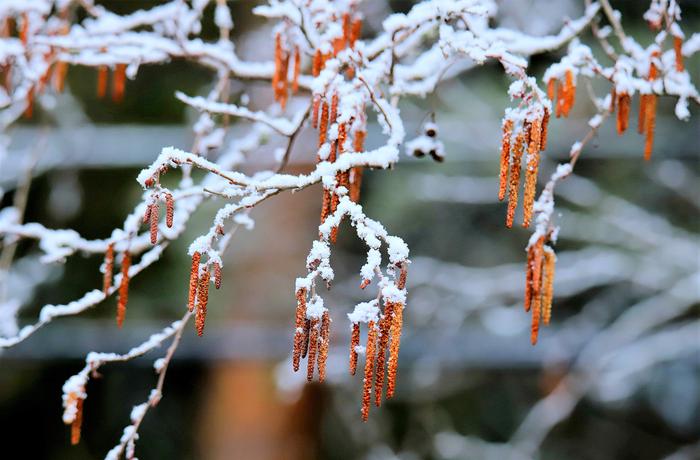 Takatalvisia lumia Virroilla huhtikuussa 2021.