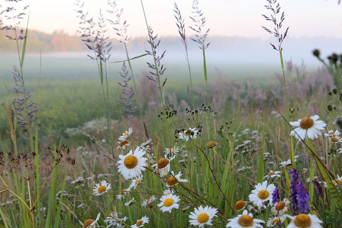 Kesäaamu Kesäaamu Virroilla.