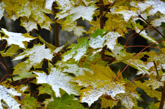 Hento lumikerros vaahteran lehdillä.