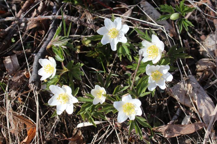 Valkovuokot alkoivat kukkia varhain keväällä Pirkanmaalla asti.