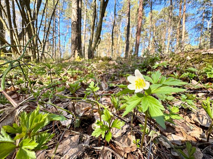 Vappuaaton valkovuokko