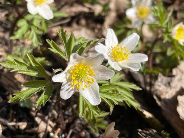 Valkovuokkoja huhtikuussa.