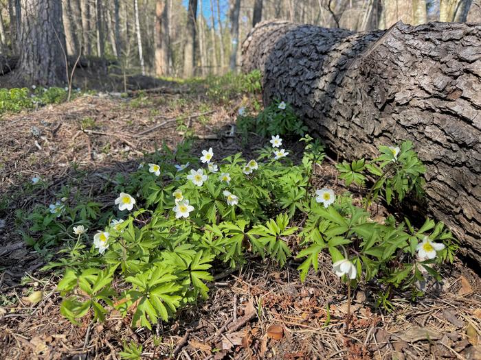 Kevään merkkejä maassa.