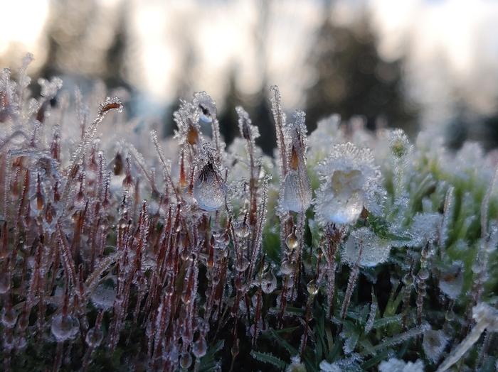 Jäätyneitä vesipisaroita Kylmän yön jäljiltä jäätyneitä vesipisaroita.