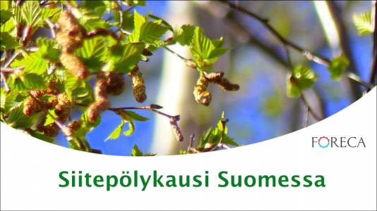 Foreca Youtubessa: Siitepöly: Miljoona suomalaista oirehtii vuosittain