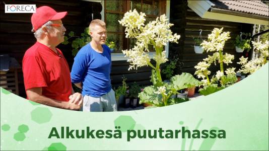 Foreca Youtubessa: Visa puutarhassa: Näin kasvatat valkosipulia ja tomaatteja Foreca Youtubessa: Visa puutarhassa: Näin kasvatat valkosipulia ja tomaatteja